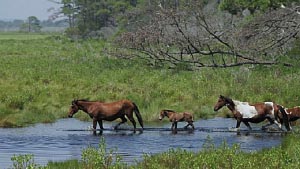 Chincoteague