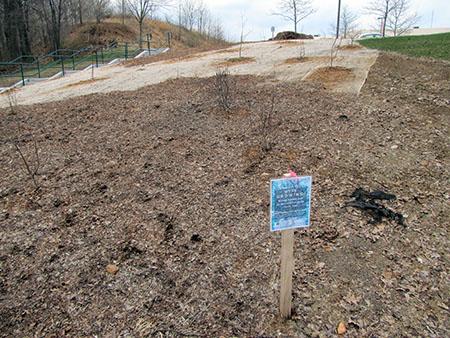 Native plant day encourages community