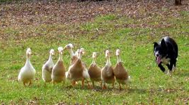 Geese-chasing dogs help keep grounds clean