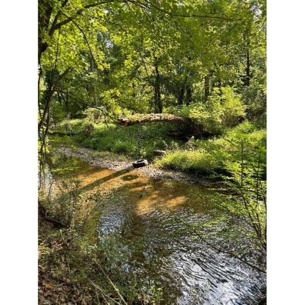 The legendary tire swing, hidden away down by the stream.