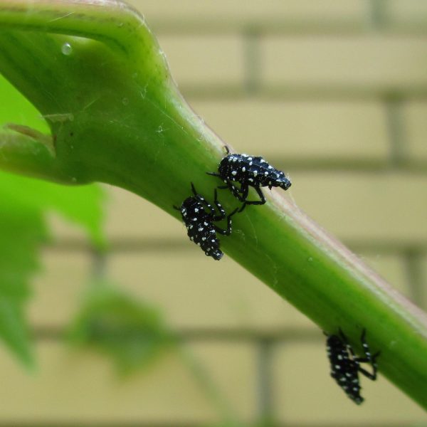 Three young laternflies eat a plant in Pittsburgh, Pennsylvania earlier this summer.