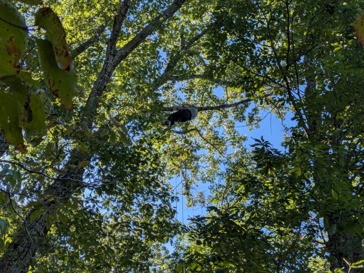 ENV 260 student Lauren Sober climbs the northern red oak tree to collect data for her witness tree social media post.